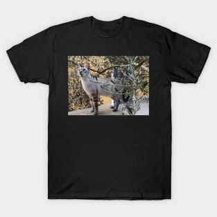 Moon Cat Luna Olive tree Birds T-Shirt